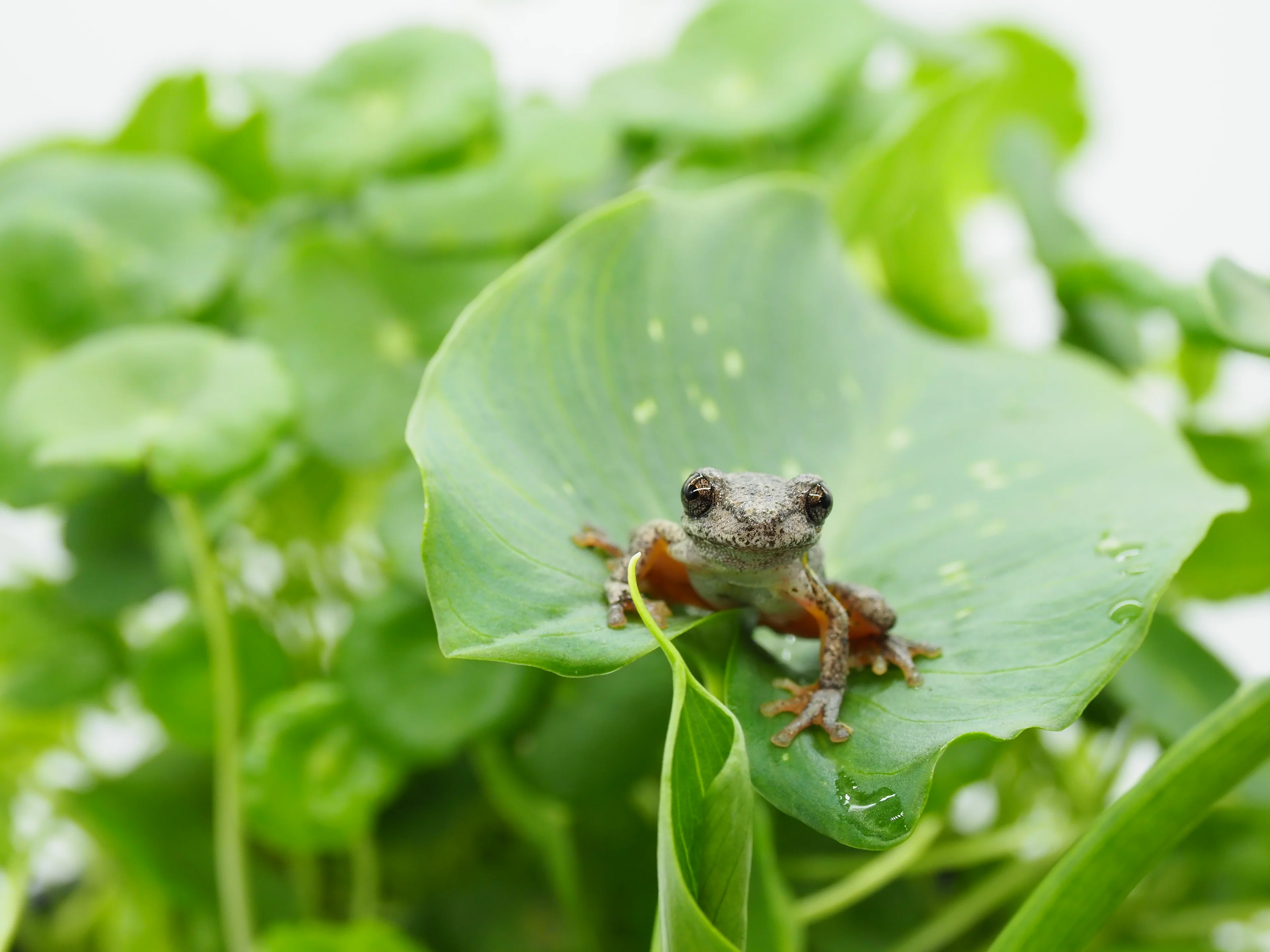 Breathe Life Into Your Pond