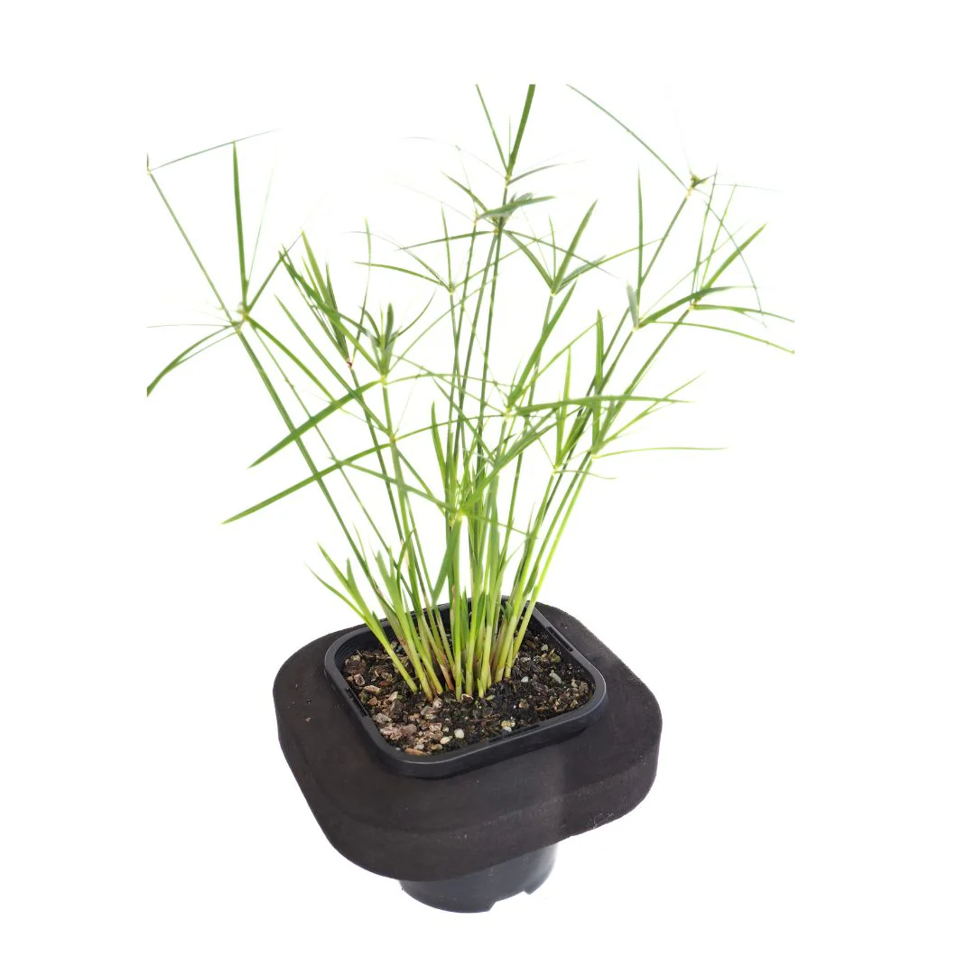 Shop our Range of Flowering Pond Plants
