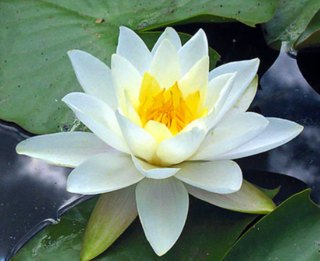 Shop our Range of Hardy Water Lilies